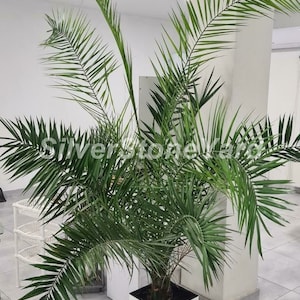 Palm seeds, 2 g seeds Canarian Palm, Ukrainian organic seeds, SW951