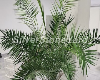 Palmfrön, 2g frön Kanarisk palm, ekologiska ukrainska frön SW951