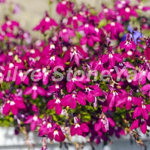 Lobelia seeds  2000 rare seeds Lobelia ampelous Ruby cascade, Ukrainian organic seeds SW944