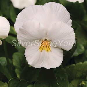 Viola seeds, 100000 white viola seeds  Ukrainian organic seeds SW833