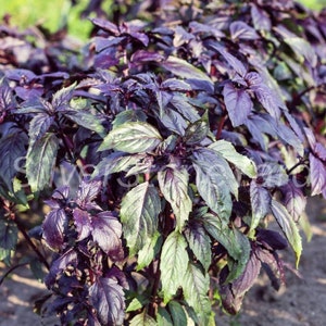 Basil seeds  5000000 seeds  Basil Marble Seeds  Ukrainian organic seeds SW803