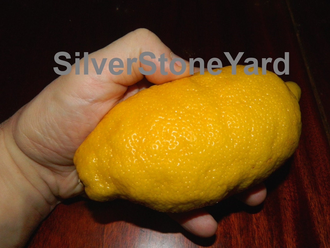AMERICAN HEIRLOOM CITRUS X PYRIFORMIS 5 FRESH SEEDS GIANT PONDEROSA LEMON AMERICAN HEIRLOOM CITRUS X PYRIFORMIS 5 FRESH SEEDS GIANT PONDEROSA LEMON