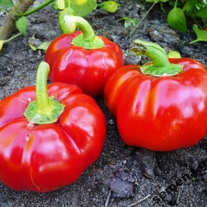 Sweet pepper Obriy, 0,3g sweet pepper seeds, SW404