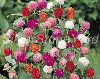 Gomphrena seeds, Gomphrena Spherical Mix,  0.1g Ukrainian organic seeds ,SW720