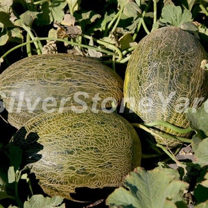 Melon seeds,  5000 Melon Sevilla seeds, Rare melon seeds Ukrainian organic seeds, SW896