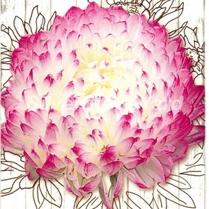 Aster seeds, 140 rare aster seeds, Aster peony Anel, Ukrainian organic seeds, SW933