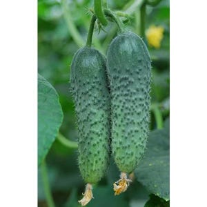 Puede incluir: Dos pepinos de color verde oscuro y superficie rugosa que cuelgan de una enredadera. Cada pepino tiene forma cilíndrica con una piel texturizada y espinosa, y un pequeño resto de flor amarilla seca en el extremo inferior.