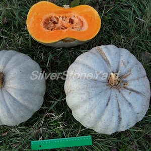Pumpkin seeds 25 seeds  Pumpkin gray ribbed Pumpkin Zhdana Ukrainian organic seeds W769