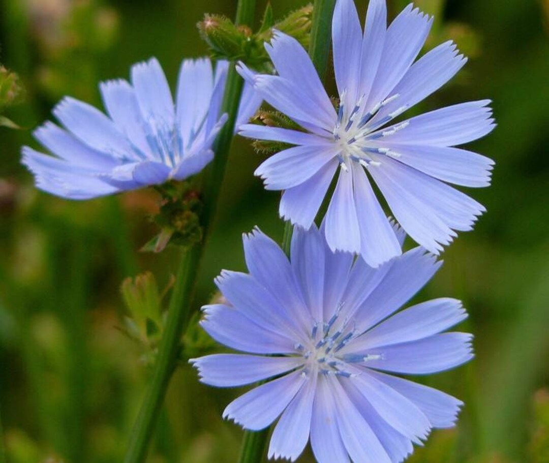 500 Cichorium Seeds,chicory,red Aster,sw107 - Etsy Canada