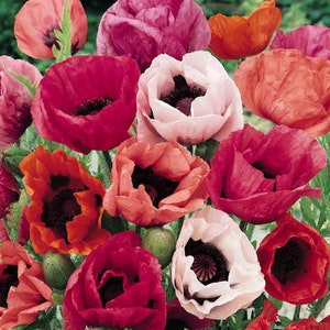 0,3 g poppy Mix seeds,Oriental organic poppy seeds  SW231