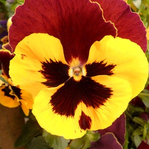 Viola BIKOLOR, viola, 0,05 gr viola seeds; SW446