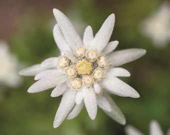 Edelweiss Alpine,about 400 rare seeds,Leontopodium alpinum,White Edelweiss,Ukrainian organic seeds,SW616