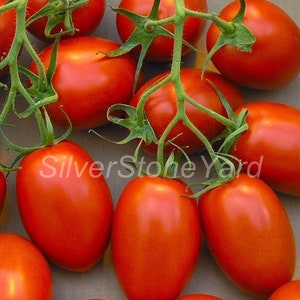 Tomato seeds  250000 Rio Fuego tomato  Italian tomato  Ukrainian organic seeds SW817