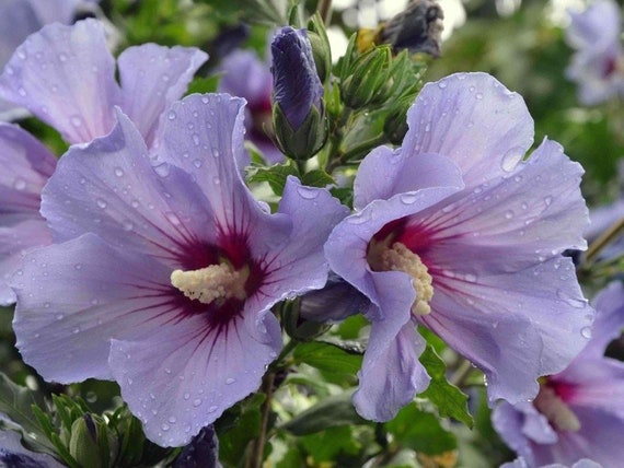 25 Hibiscus Syriacussyrian Rosehibiscus Treehibiscus Lilac Etsy 25 Hibiscus Syriacussyrian Rosehibiscus Treehibiscus Lilac Etsy