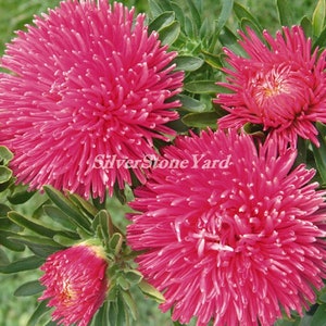 Aster seeds, Aster Artistic CARMELITA,Red aster, 0,25g Ukrainian organic seeds, SW709