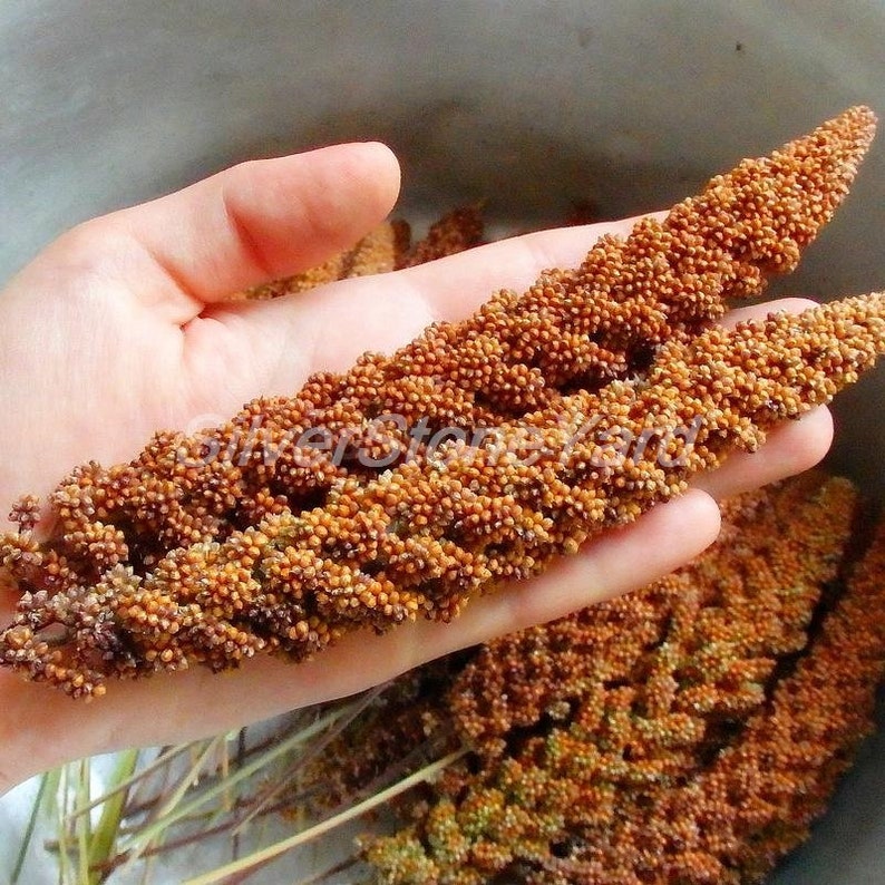 Setaria Italica 3000 seeds Foxtail Setária itálica subsp. Maximum Al. Chumiza Ukrainian organic seeds SW775 image 2