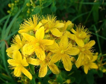 Hypericum seeds, 5000000 seeds, St.Johns Wort,Hypericum Perforatum,SW39