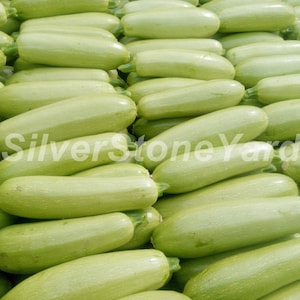 Puede incluir: Una vista cercana de una pila de calabacín verde claro. Los calabacines están dispuestos en un patrón ordenado y superpuesto, mostrando su forma cilíndrica lisa.