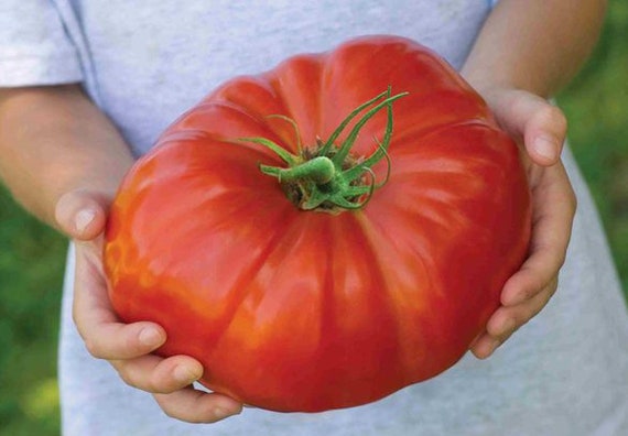 Tomate Knig der Riesen 300000 Tomatensamen, Ukrainische Bio-Samen, SW440 -  Etsy.de