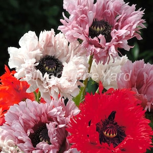 Poppy seeds, Terry poppy mix,  0,2g Ukrainian organic seeds, SW728