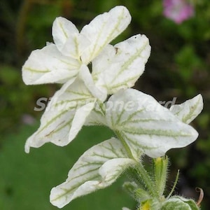 Salvia seeds, Salvia horminum white; 50 seeds, Ukrainian organic seeds ,SW763