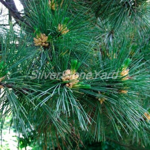 Pinus Peuce 10 seeds Balkan Pine Macedonian Pine Ukrainian organic seeds SW780 image 2