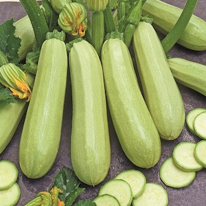 Zucchini Gribovsky,  3 g organic zucchini seeds,  Ukrainian organic seeds SW479
