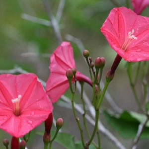 Op de afbeelding: Roze ochtendglorie bloemen met dauwdruppels op de bloemblaadjes. De bloemen bloeien aan een wijnstok met groene stelen en bladeren.