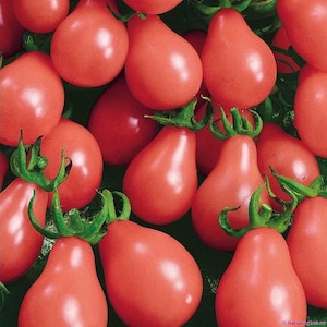 Tomatensamen, Tomaten Birne rot, 0,1g Tomatensamen, Ukrainisch Bio Samen, SW601