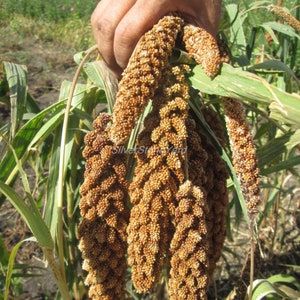 Setaria Italica 3000 seeds Foxtail Setária itálica subsp. Maximum Al. Chumiza Ukrainian organic seeds SW775 image 3