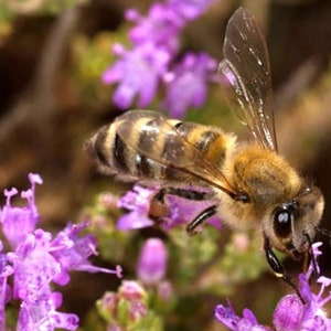 Thymus seeds, 1000000 Thymus vulgaris, Mother of Thyme,Creeping Thyme, Ukrainian organic seeds SW61