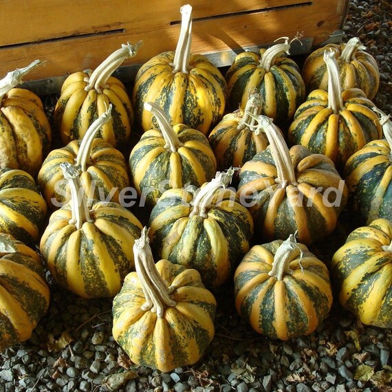 Pumpkin Seёds 5000 Pumpkin Tonda Padana Seёds SW904 - Etsy Norway