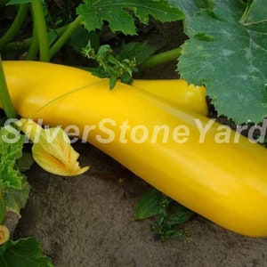 Zucchini seeds 1000 rare seeds yellow squash, Zucchini Zolotinka, Ukrainian organic seeds SW953