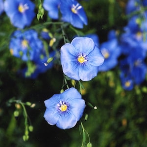 Graines de Linum, 3000 Graines de Linum,Graines de Lin,Linum Usitatissimum,Herbe médicinale,SW75