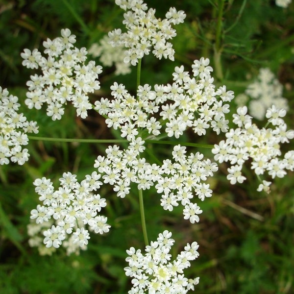 Semillas de anís, 10000 Anisum Pimpinella anisum, semillas orgánicas ucranianas SW437