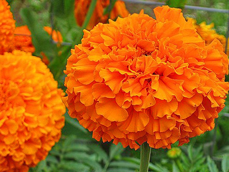 175 Marigolds Erect Hawaii bright Orange marigolds tagetes Etsy
