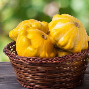 Puede incluir: Una cesta de mimbre llena de cuatro calabacines amarillos en forma de pattypan. Los calabacines están dispuestos en un grupo, con el más grande en el centro.