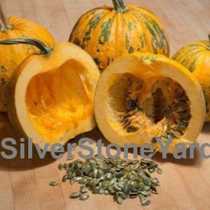 Pumpkin seeds,10000 rare seeds Styrian pumpkin, Gymnosperm pumpkin, naked seeds pumpkin  Ukrainian organic seeds SW762