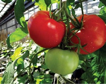 Tomato seeds, Tomato VOLGOGRADSKY 323, 0,1g tomato seeds, Ukrainian organic seeds,SW423