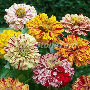 Zinnia Seeds, 40 zinnia seeds, Zinnia Graceful Candy strip, Ukrainian organic seeds, SW747