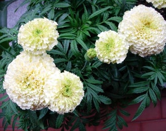 Semillas de caléndula, 120 caléndulas erectas ALASKA, Tagetes, semillas de flores, ucranianas org@nic SW185
