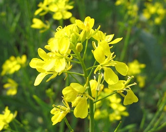 Mosterdzaad, 500 mosterdgele zaden, Brassica Juncea, Oekraïense biologische zaden SW38