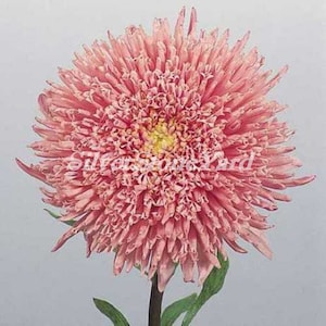 Aster seeds, Aster princess Hella,salmon aster, 0,25g Ukrainian organic seeds, SW708