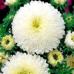 Astra Peony NIMFA (white) , Aster White, Aster seeds; 0,25 gr, SW178