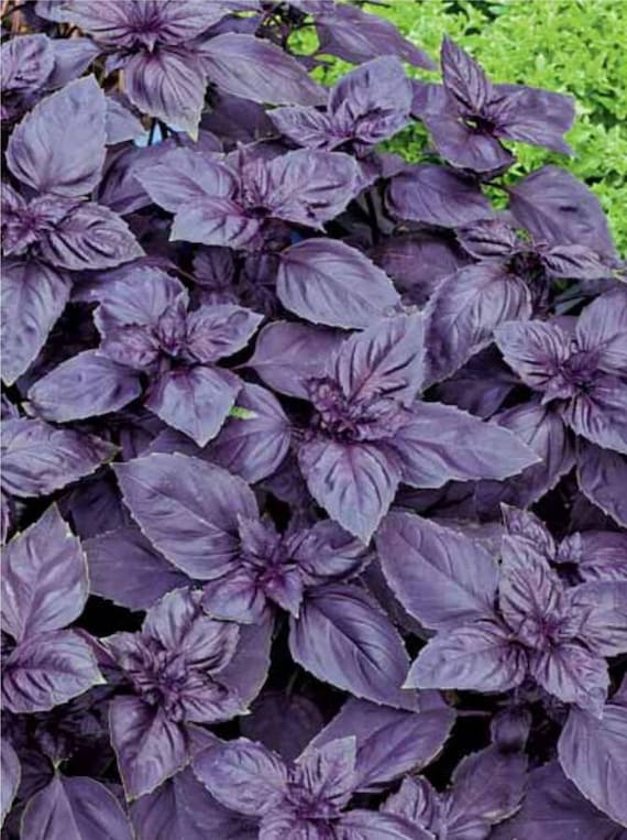 Semi Di Basilico Viola Purple Opal - 2g, Per Cucina E Giardino Ornamentale - Foto 5