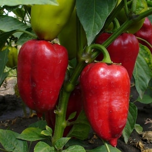 Sweet pepper Anastasia, 0,3g sweet pepper seeds, SW585