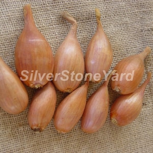 Onion Red Seeds, 200000 rare seeds onion Lubchik, Ukrainian organic seeds SW960