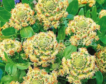 Reseda seёds, 10000 Reseda odorata L. plantas melíferas, org@nic SW853