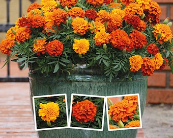 Sementes de calêndula, 0,4g Mix de calêndulas rejeitadas, calêndulas, sementes de tagetes, flor listrada, sementes orgânicas ucranianas SW182+track N