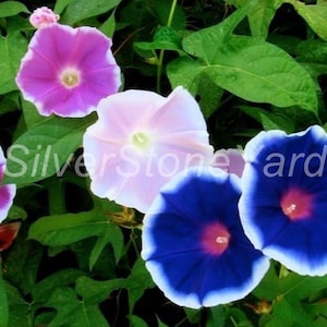 Semillas de Ipomoea, 200 Ipomoea Morning Star, semillas de Morning Glory, semillas orgánicas ucranianas SW835